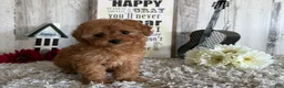 Toy Poodle dogs for sale: Winster - Ad 2