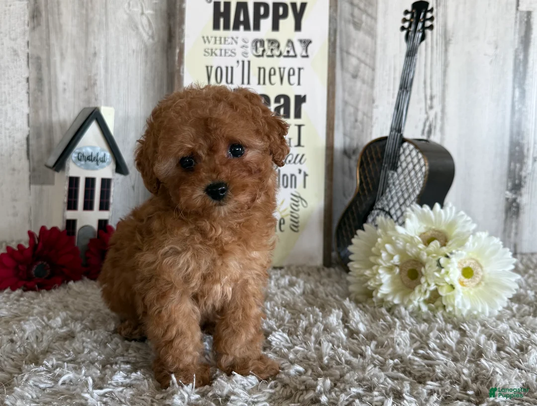 Toy Poodle dogs for sale: Winster - Ad 2