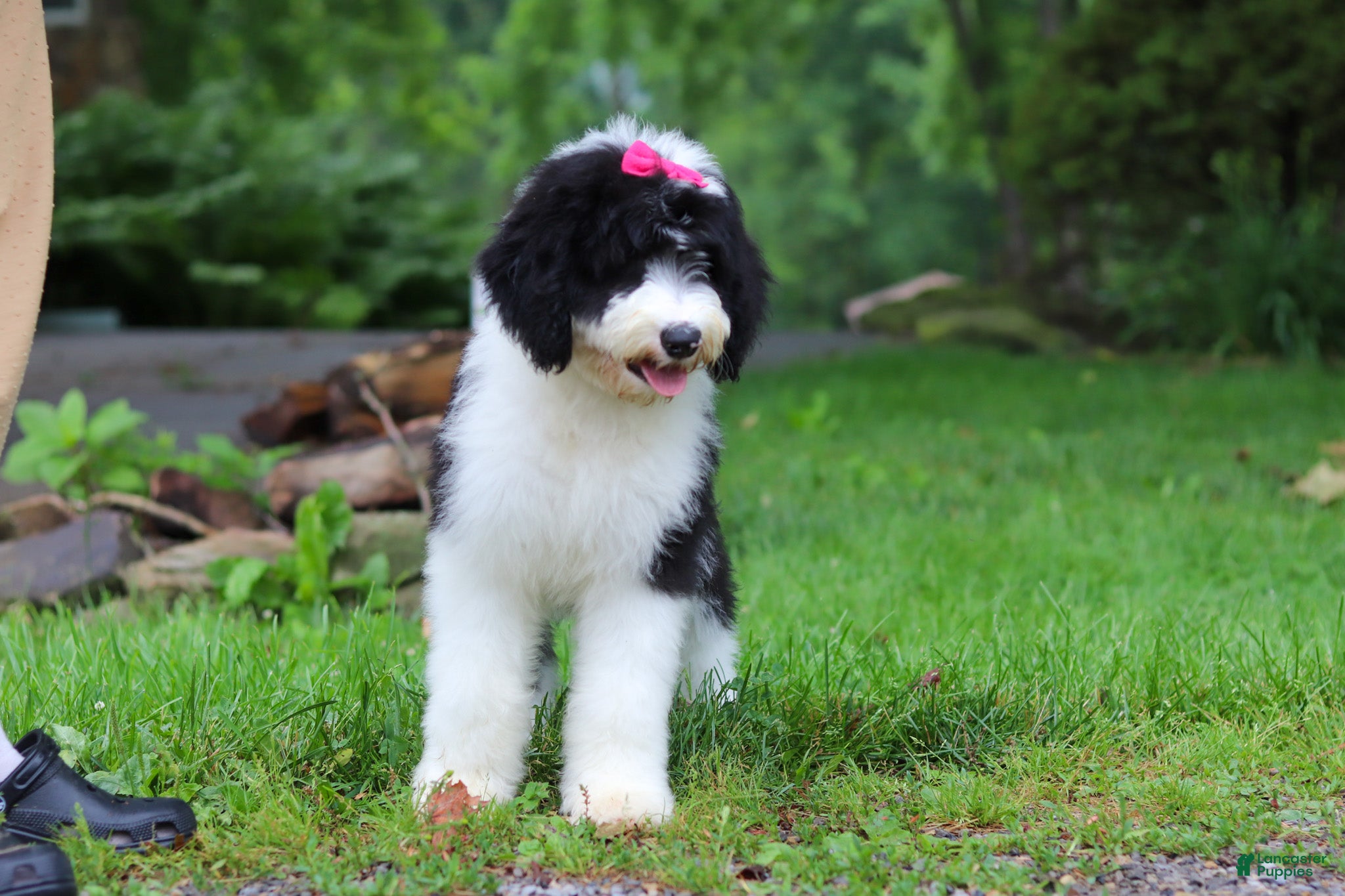 Sheepadoodle dogs Lila - Ad 2