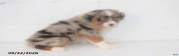 Australian Shepherd dogs for sale: Barbie - Ad 5