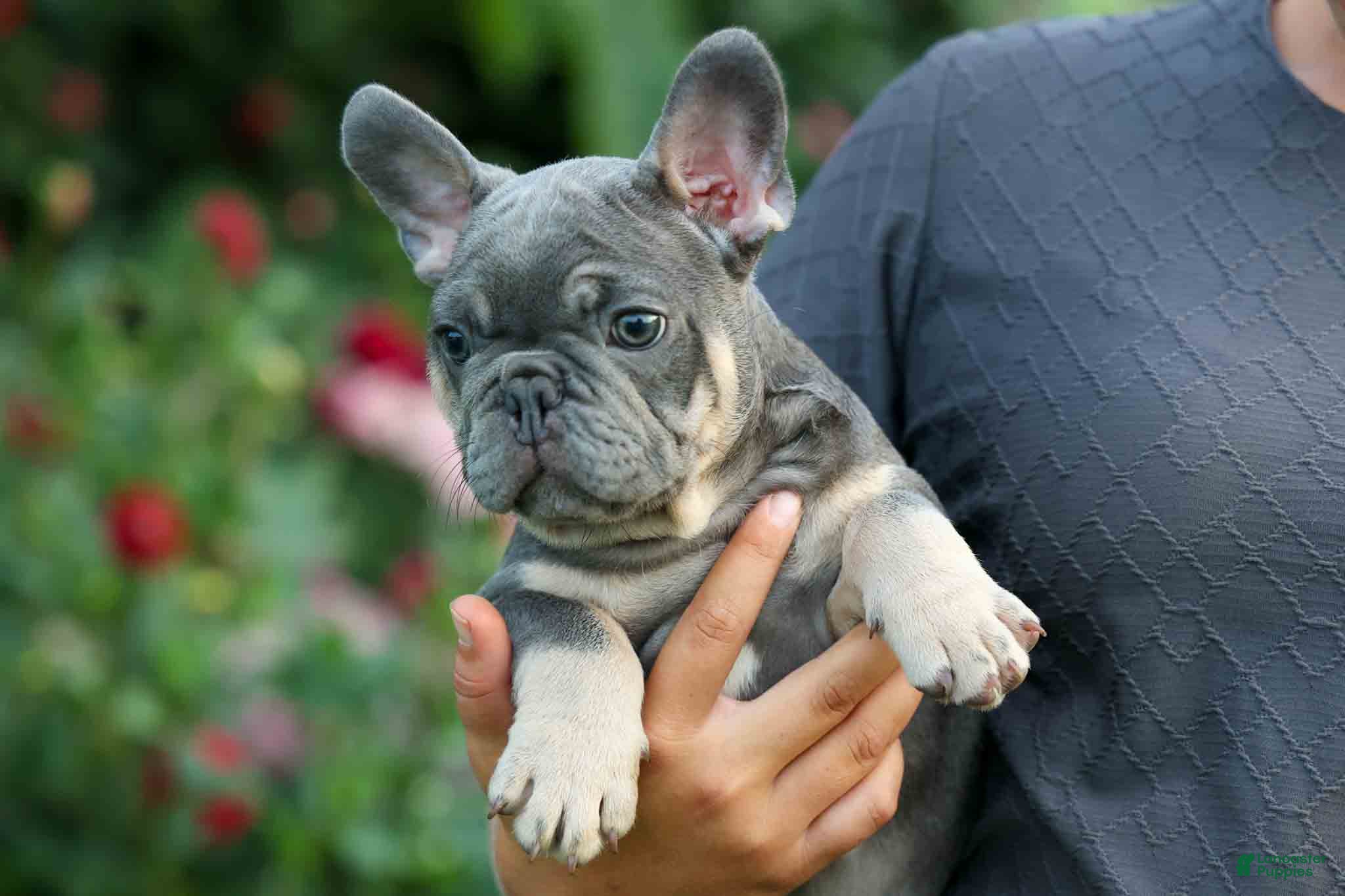 French Bulldog dogs 🐾 Mateo - Ad 2