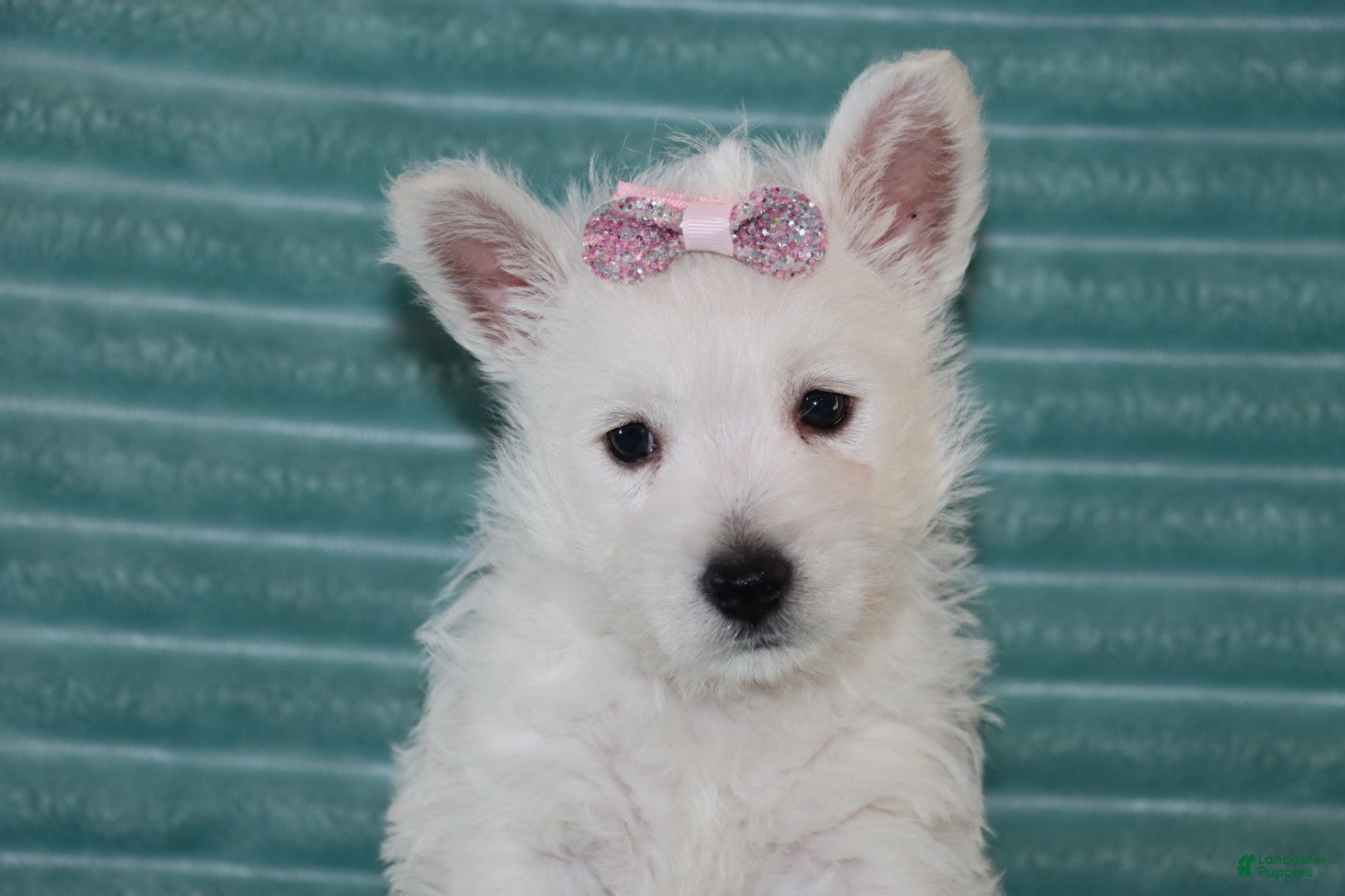 West Highland Terrier dogs Skye - Ad 2