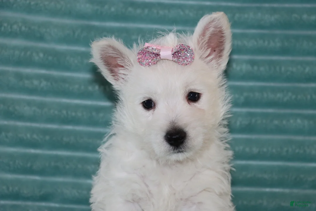 West Highland Terrier dogs for sale: Skye - Ad 2