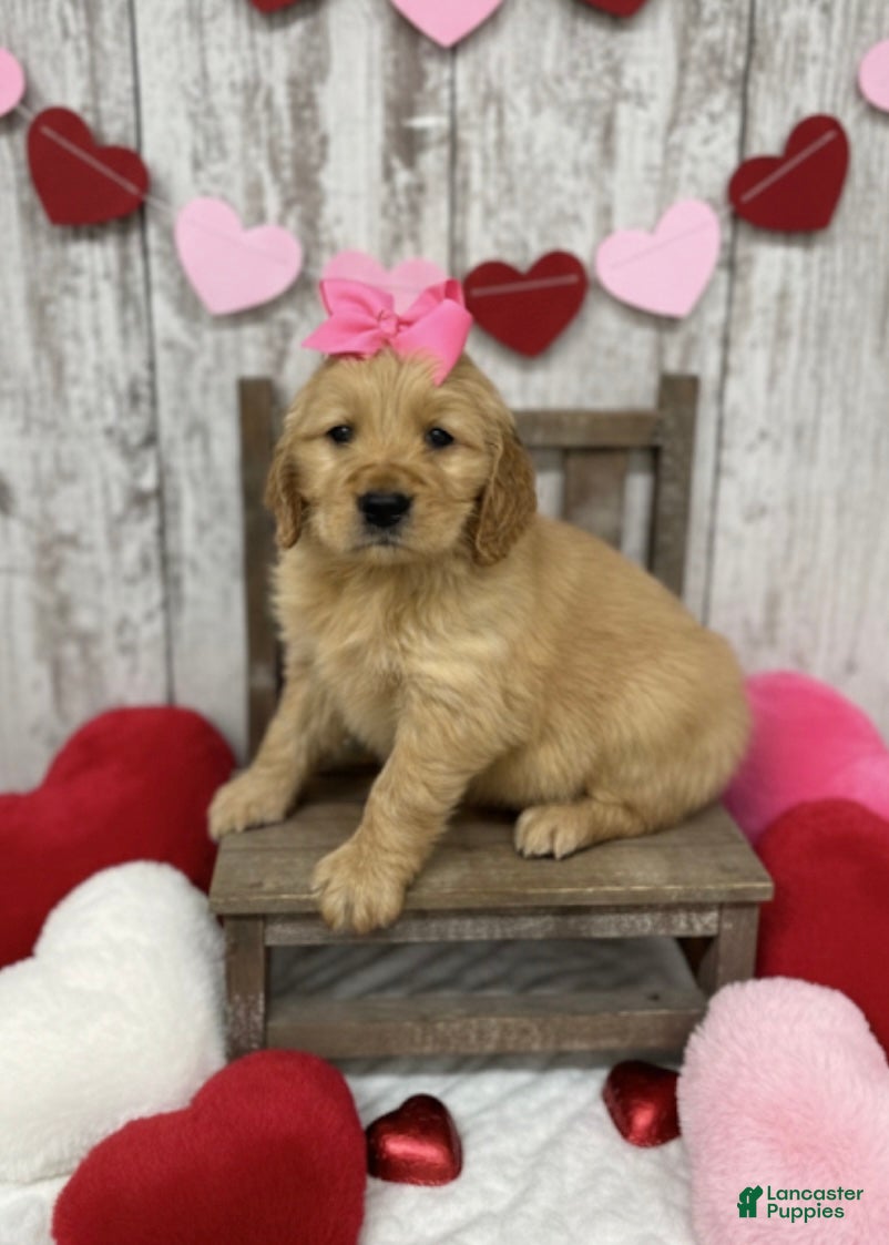 Golden Retriever dogs Golden Retriever Puppy 7 - Ad 34