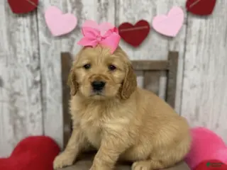 Golden Retriever dogs Golden Retriever Puppy 7 - Ad 34