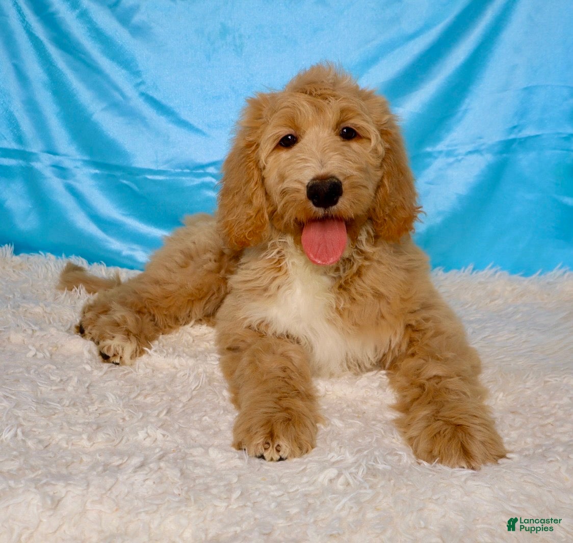 Goldendoodle dogs Zoe - Ad 2