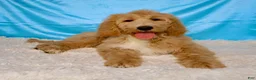 Goldendoodle dogs for sale: Zoe - Ad 2