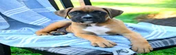 Boxer dogs for sale: Oliver - Ad 3