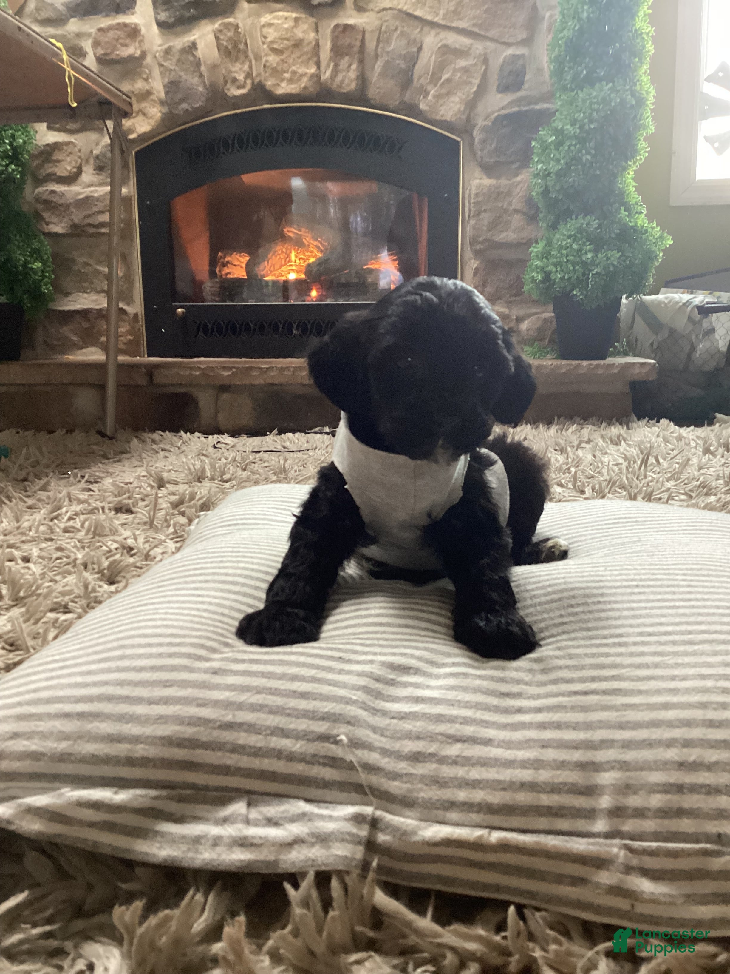 Mini Goldendoodle dogs Baxter - Ad 1