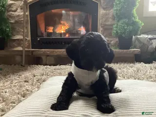 Mini Goldendoodle dogs for sale: Baxter - Ad 3