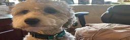 Sheepadoodle dogs for sale: Lizzy - Ad 4