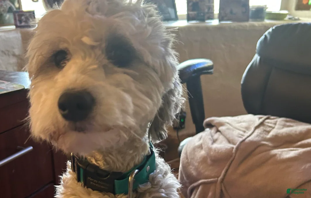 Sheepadoodle dogs for sale: Lizzy - Ad 4