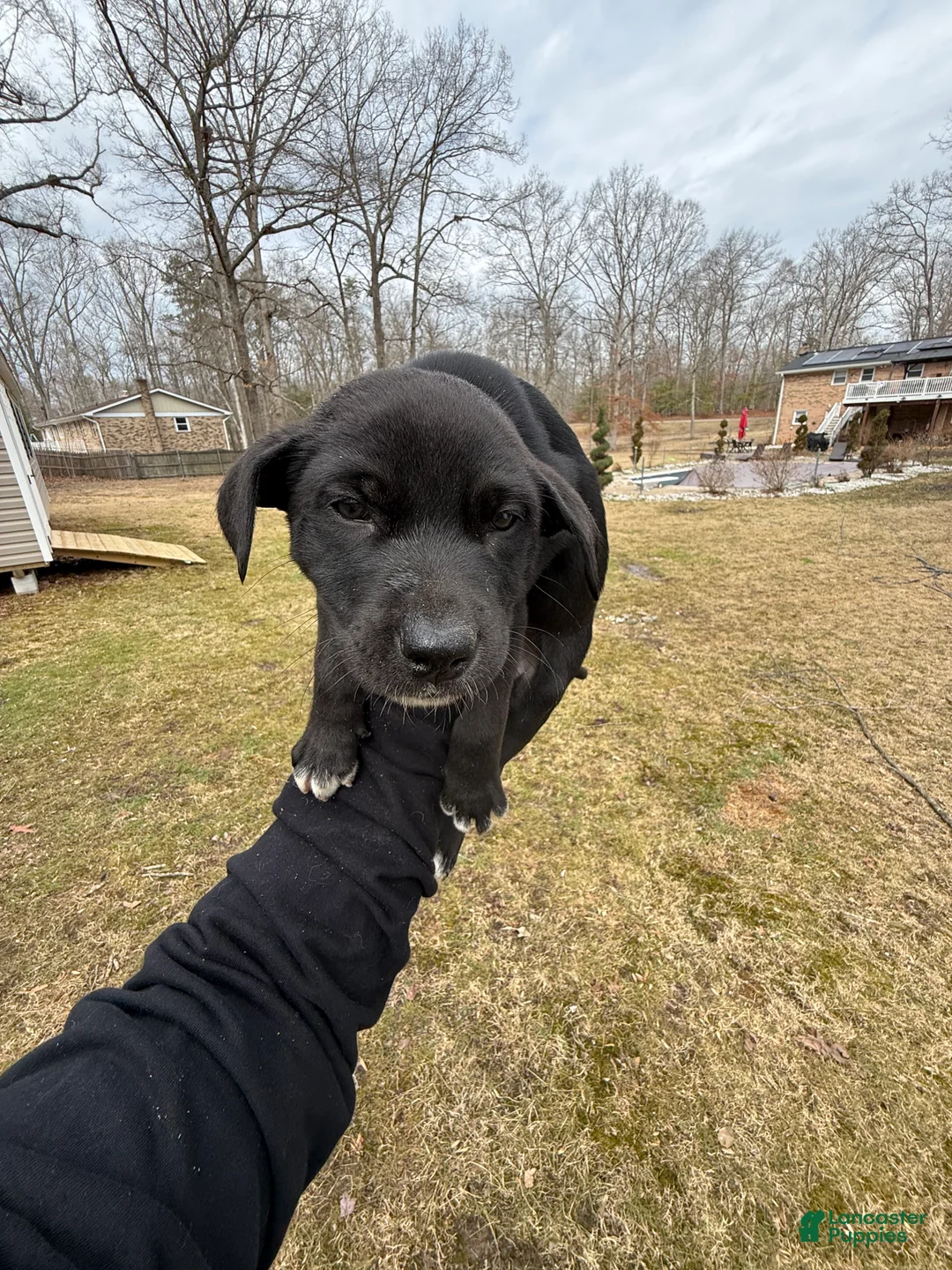 American Pit Bull Terrier dogs for sale: American Pit Bull Terrier Puppy 4 - Ad 1