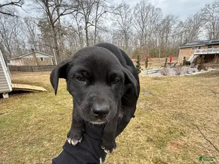 American Pit Bull Terrier dogs American Pit Bull Terrier Puppy 4 - Ad 6