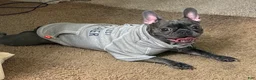 Frenchton dogs for sale: Mabel - Ad 4
