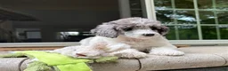 Standard Poodle dogs for sale: Fern AKC Standard Poodle - Ad 15