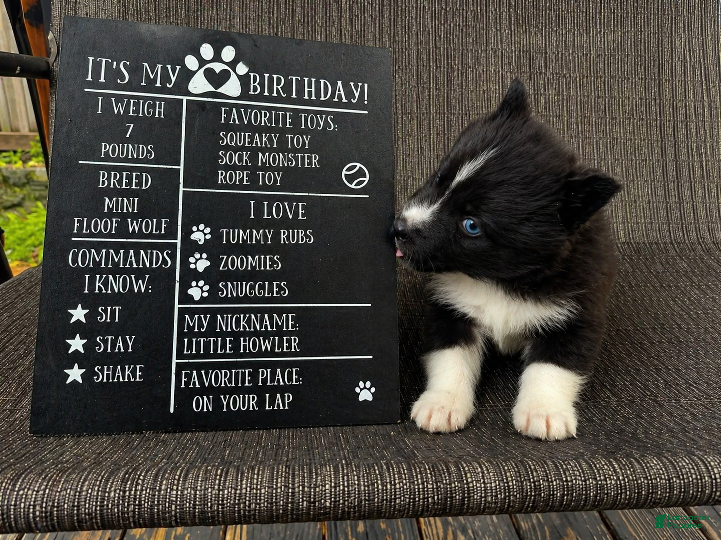 Mixed Breed dogs Bandit - Ad 8