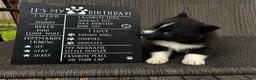 Mixed Breed dogs for sale: Bandit - Ad 1
