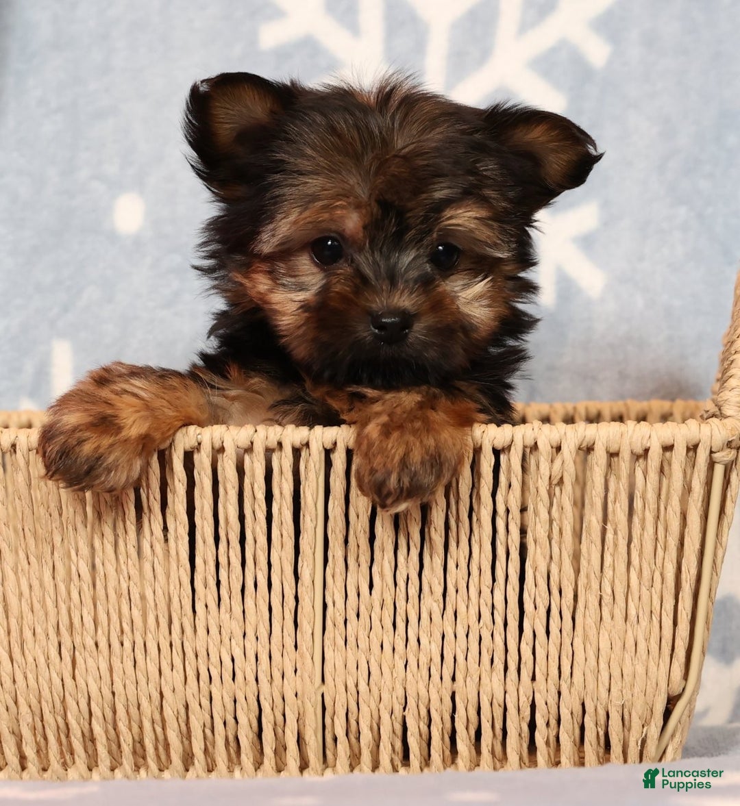 Yorkshire Terrier dogs for sale: Jody - Ad 4