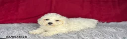 Bichon Frise dogs for sale: Sandra - Ad 3