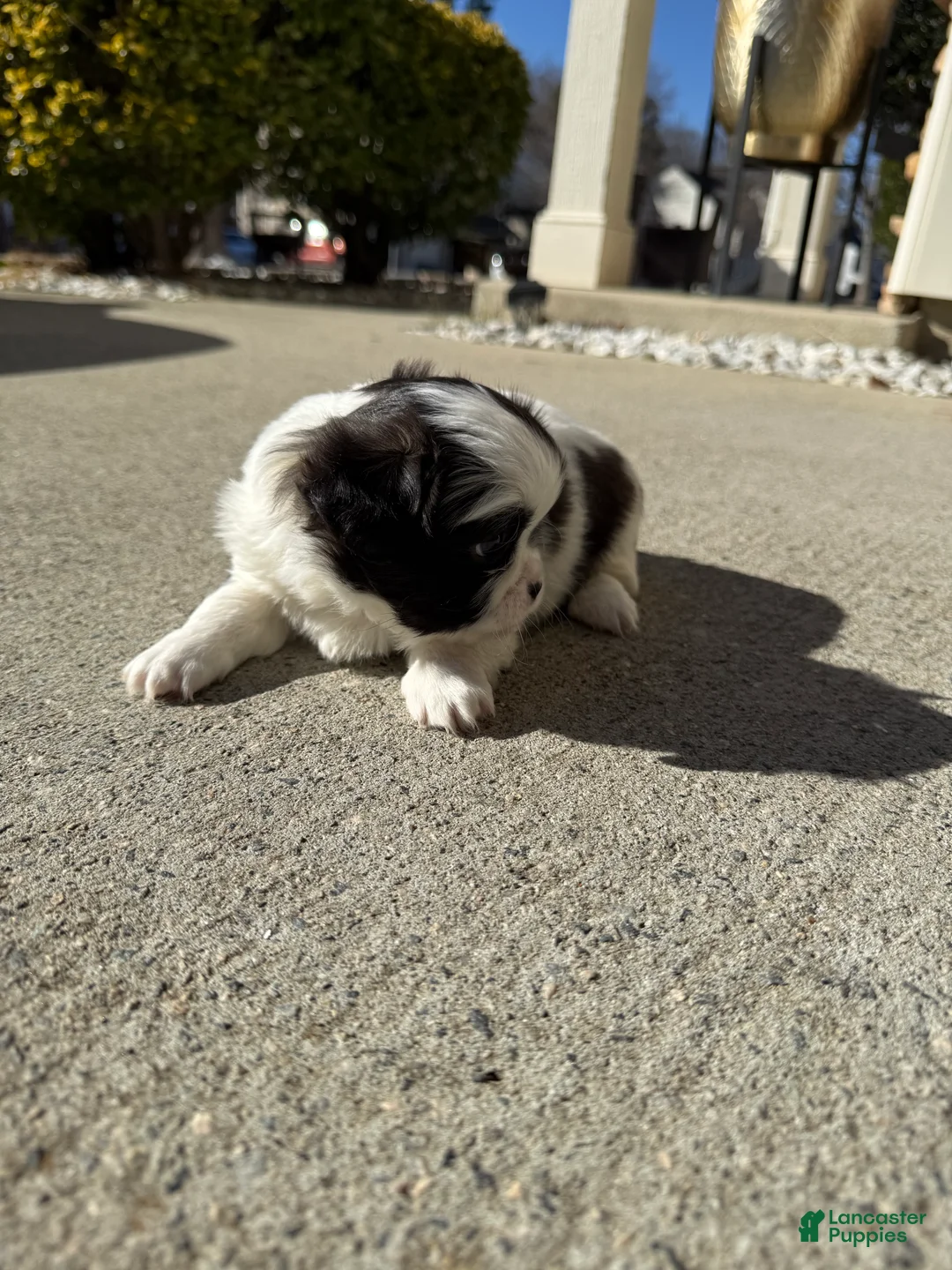 Shih Tzu dogs for sale: Shih Tzu Puppy 1 - Ad 5