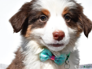 Miniature Australian Shepherd dogs Archie - Ad 39