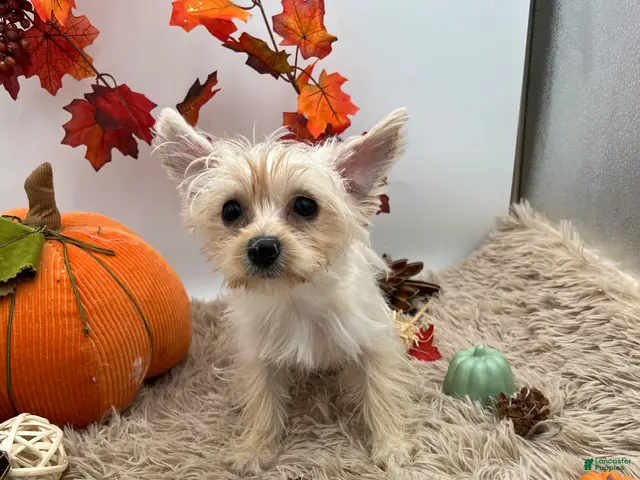 Yorkshire Terrier dogs Ellie the rare Golddust Yorkie $2500 - Ad 2