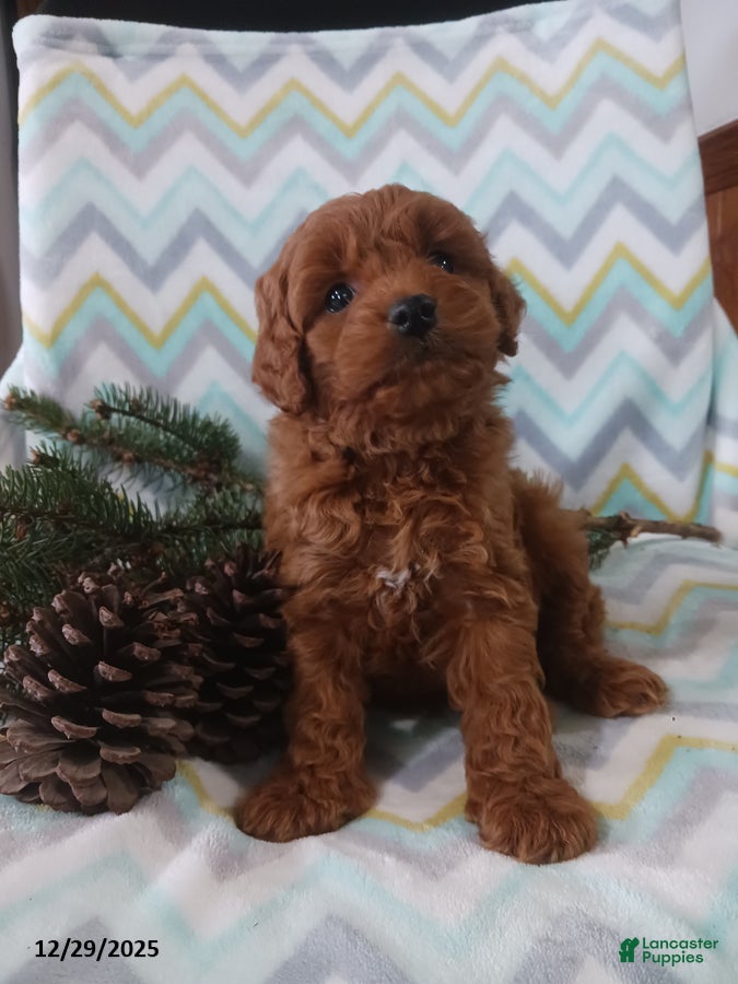 Cockapoo dogs Donald - Ad 3