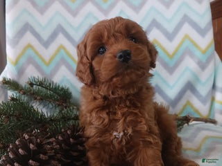 Cockapoo dogs Donald - Ad 3