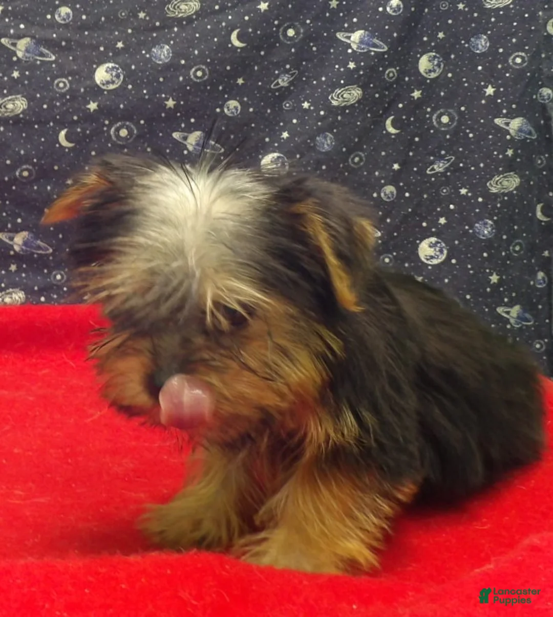 Yorkshire Terrier dogs for sale: Amy - Ad 1