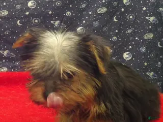 Yorkshire Terrier dogs Amy - Ad 33