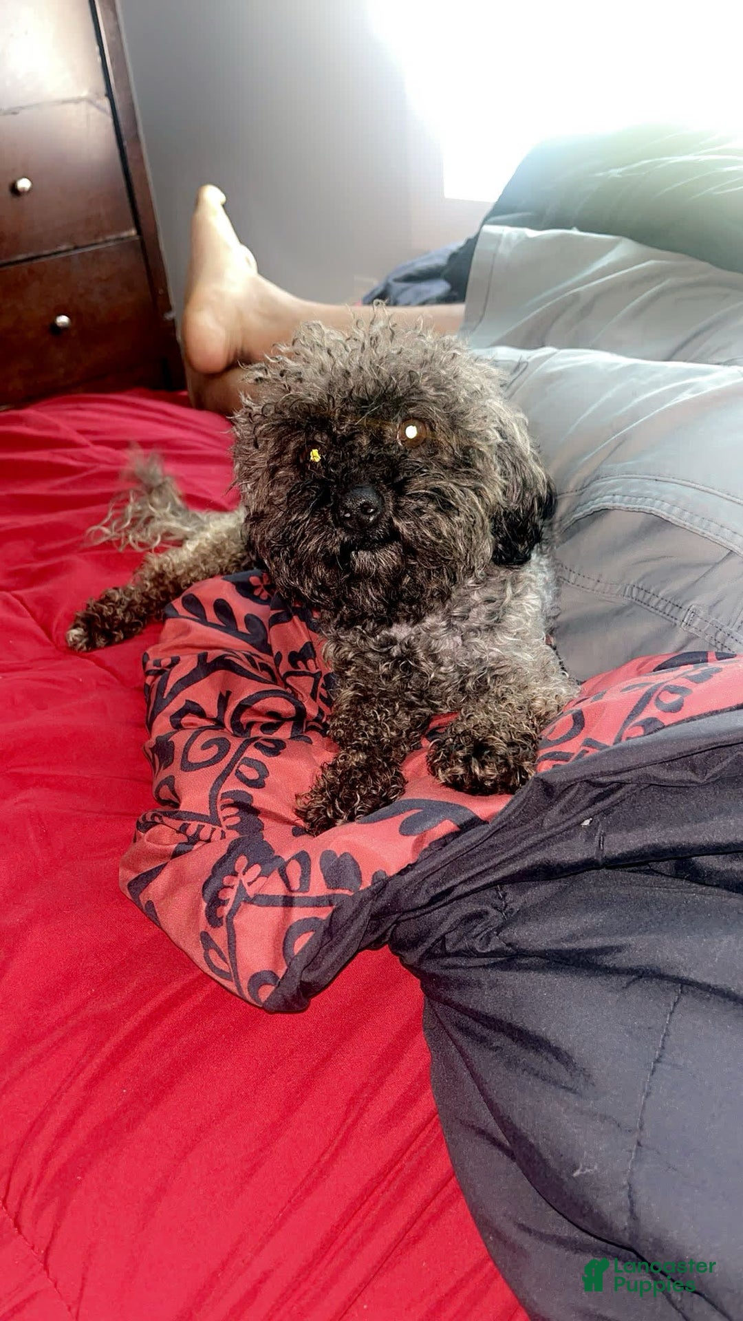 Gallery Image {{count}}