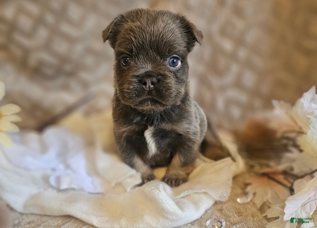 French Bulldog dogs for sale: Biscotti AKC Fluffy  - Ad 5