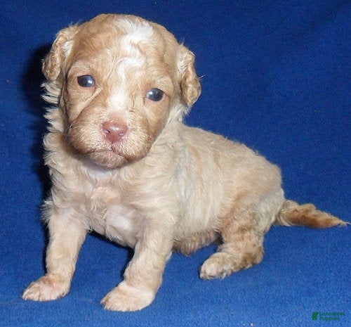 Shihpoo dogs Baxter - Ad 1