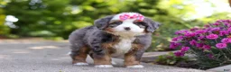 Mini Bernedoodle dogs for sale: Sunny - Ad 4