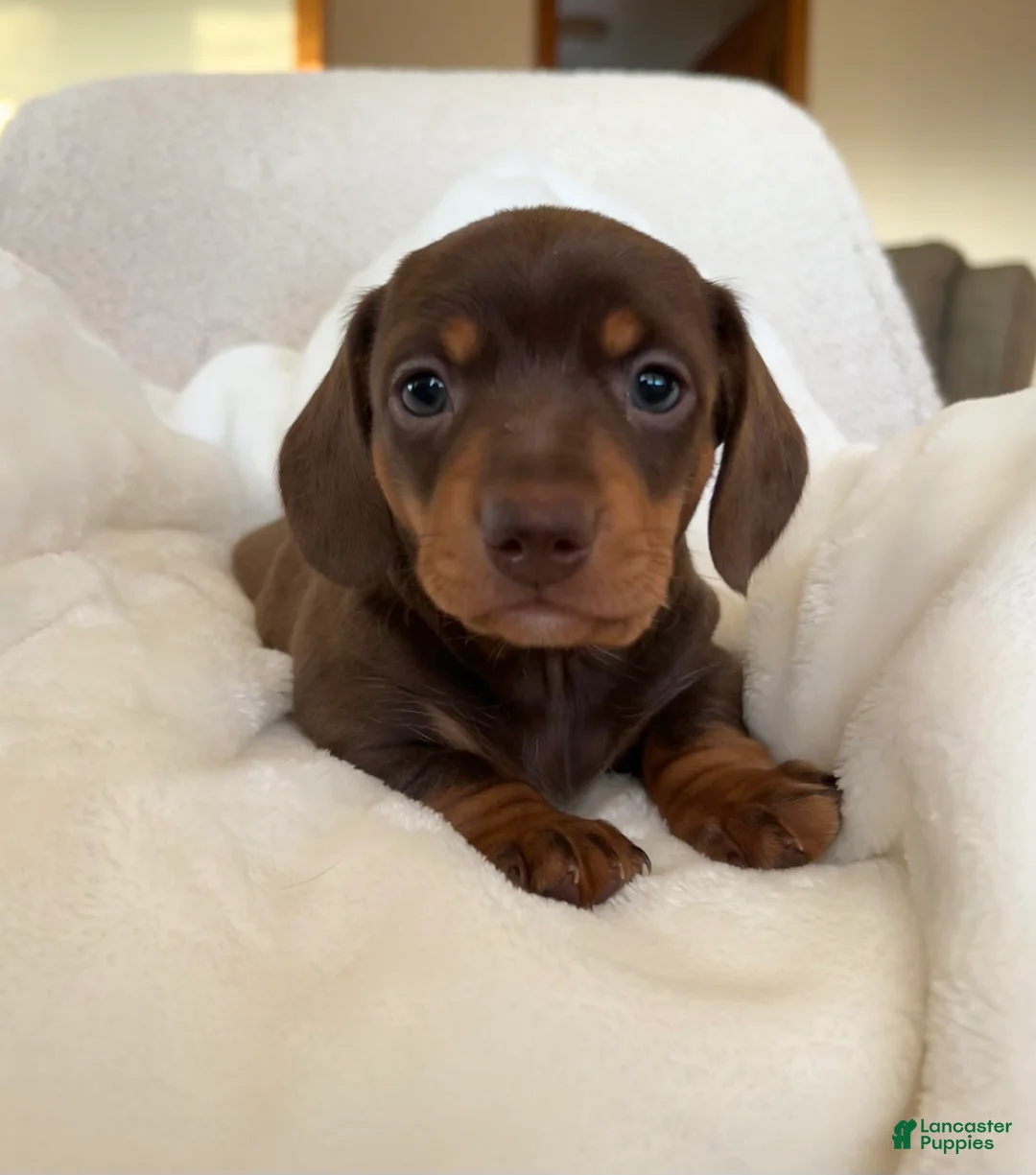 Miniature Dachshund dogs for sale: Oscar - Ad 4