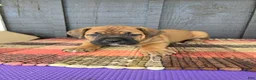 Cane Corso dogs for sale: AKC Viggo - Ad 3