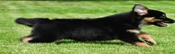 Australian Shepherd dogs for sale: Carson - Ad 5