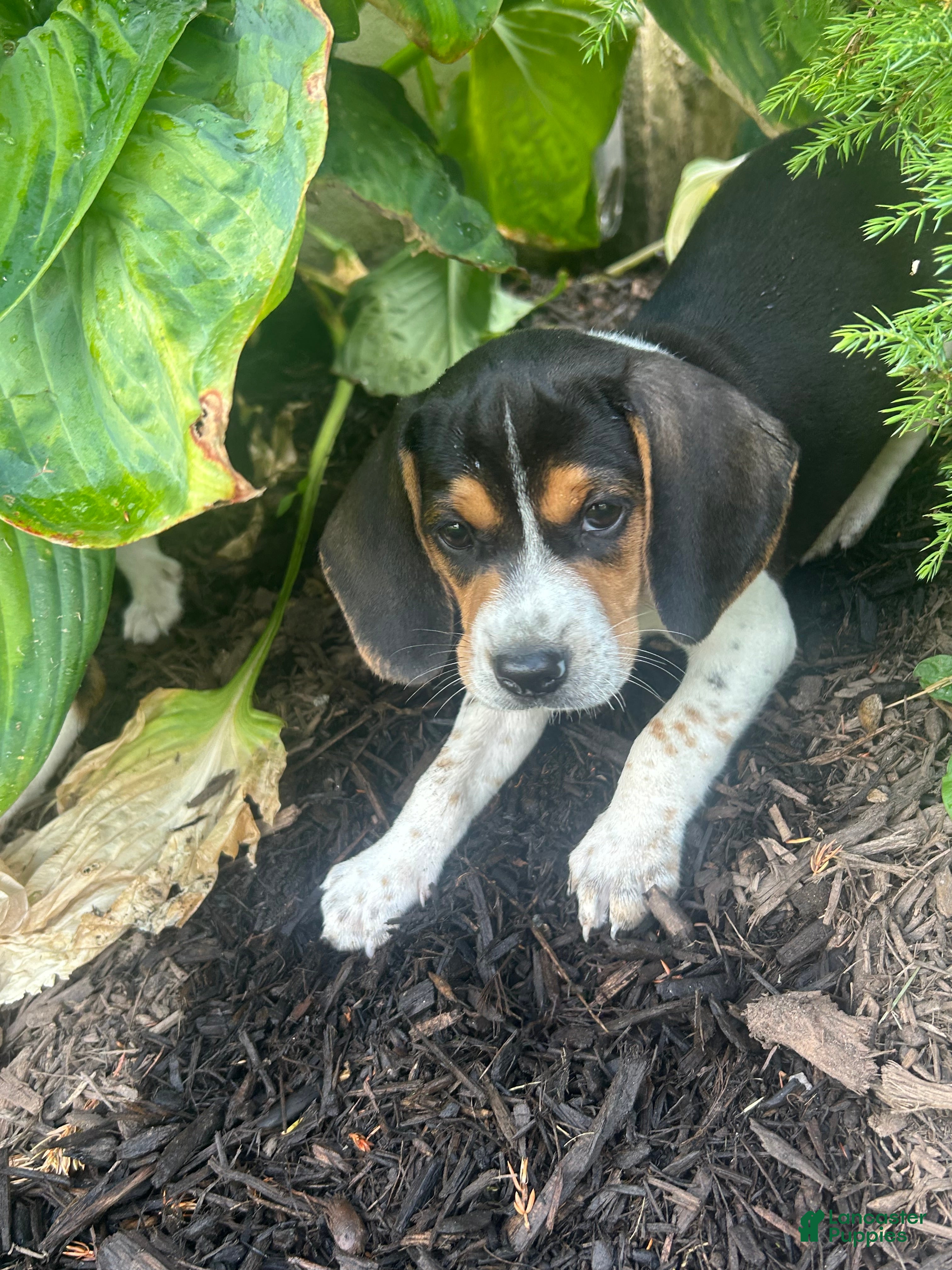 Beagle dogs Anchor  - Ad 40