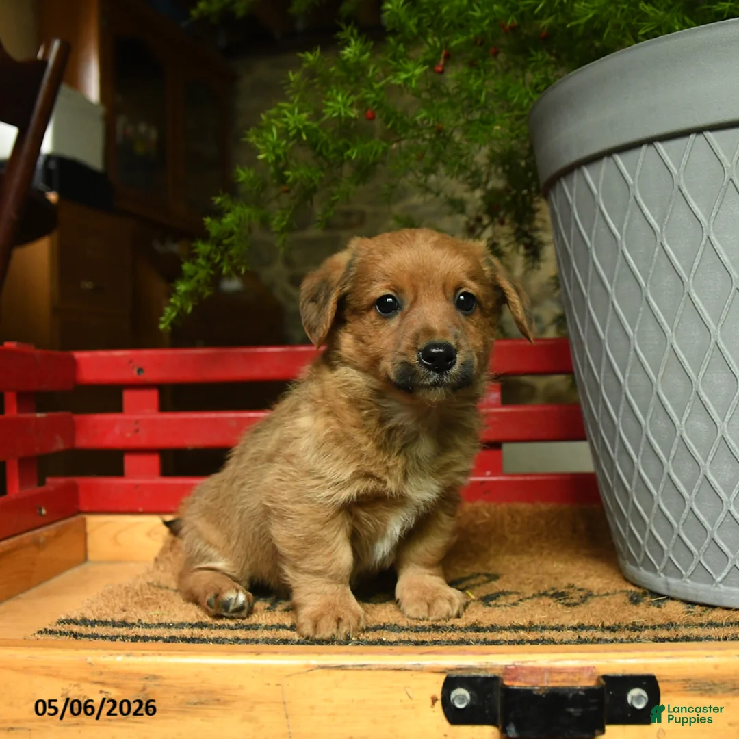 Corgipoo dogs for sale: Frankie - Ad 1
