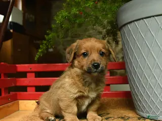 Corgipoo dogs for sale: Frankie - Ad 2