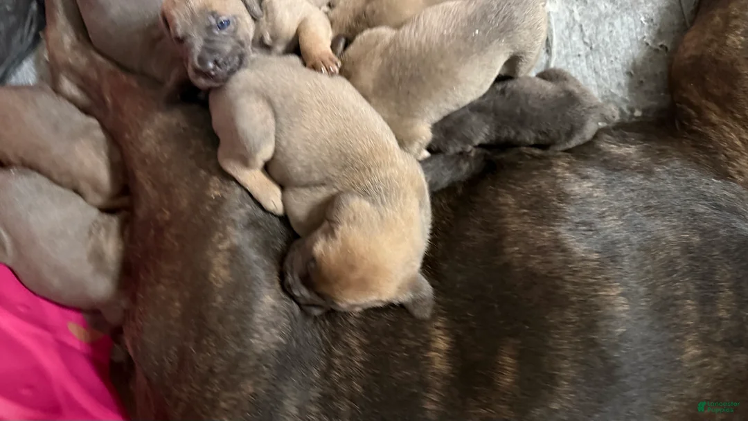 Cane Corso dogs for sale: Cane Corso 7- Billy - Reserved  - Ad 1