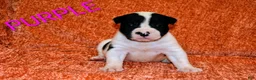 Presa Canario dogs for sale: Mr Purple  - Ad 14