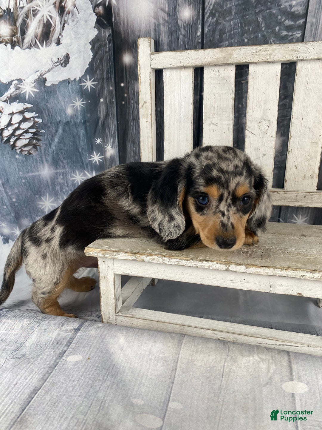 Miniature Dachshund dogs for sale: Max - Ad 4
