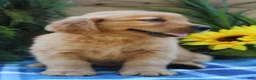 Golden Retriever dogs for sale: Rocky - Ad 3
