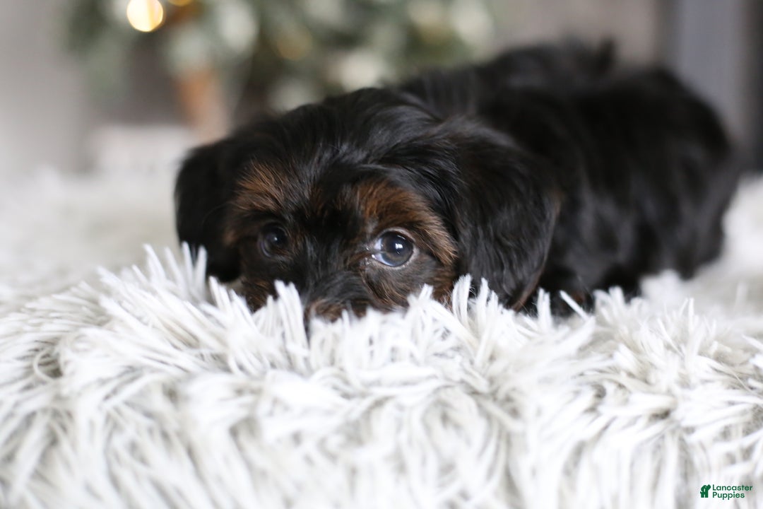 Yorkiepoo dogs for sale: Emmitt - Ad 5