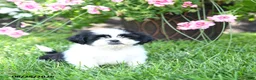 Shih Tzu dogs for sale: Avery - Ad 3