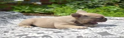 French Bulldog dogs for sale: MJ - Ad 6