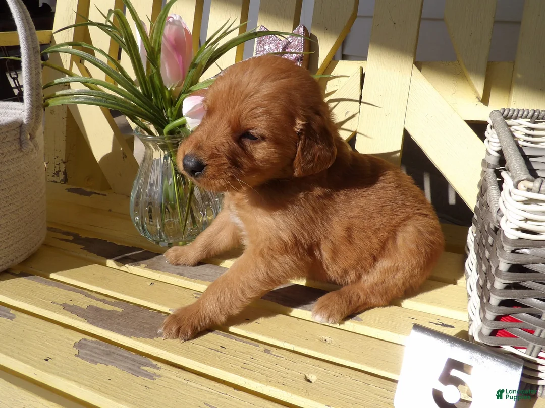 Gallery Image {{count}}