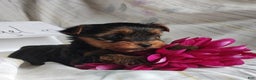 Yorkshire Terrier dogs for sale: Antonio - Ad 7